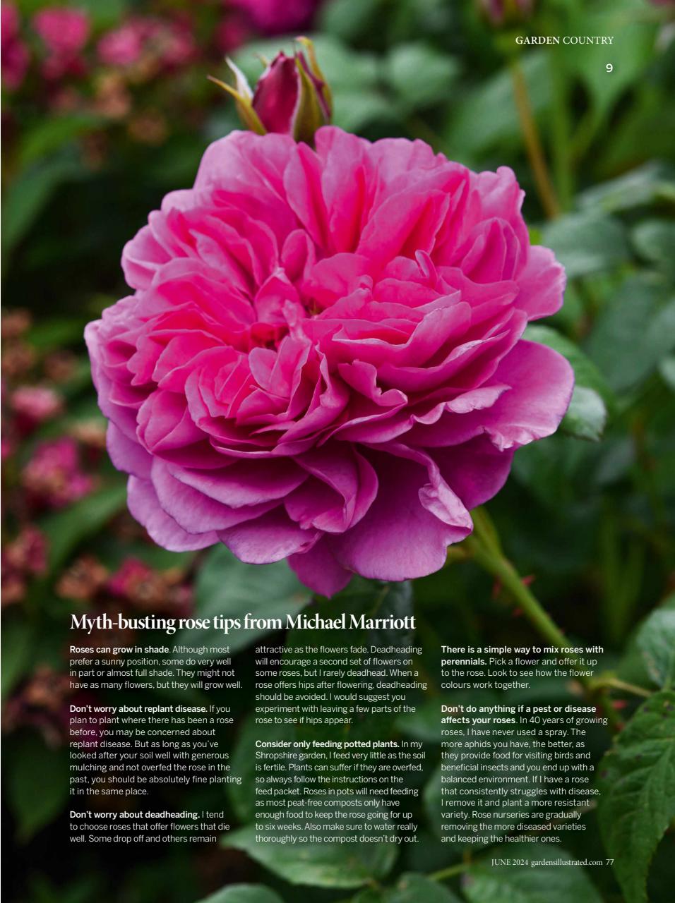 Gardens Illustrated Preview Pages