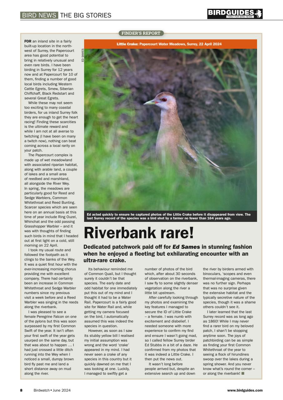 Birdwatch Magazine Preview Pages
