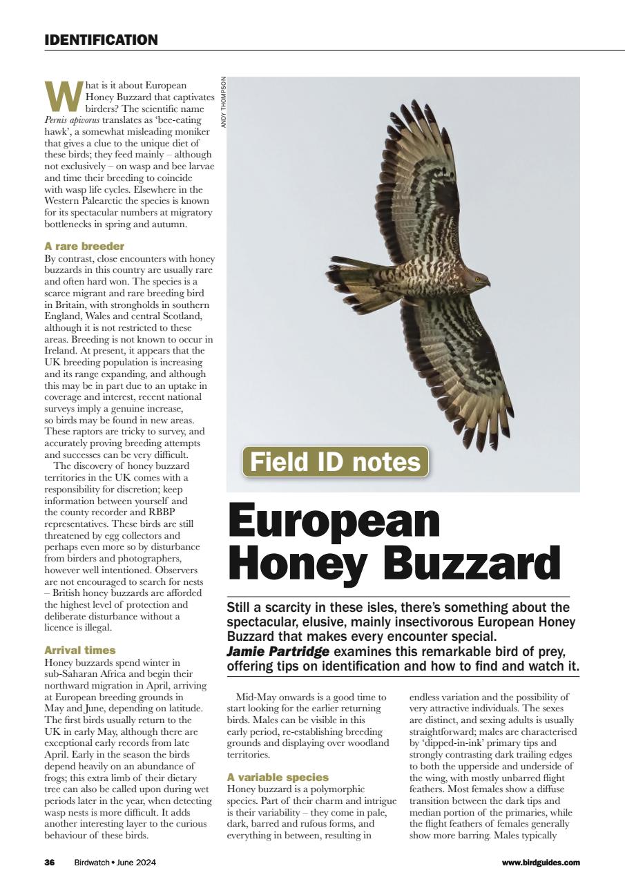 Birdwatch Magazine Preview Pages