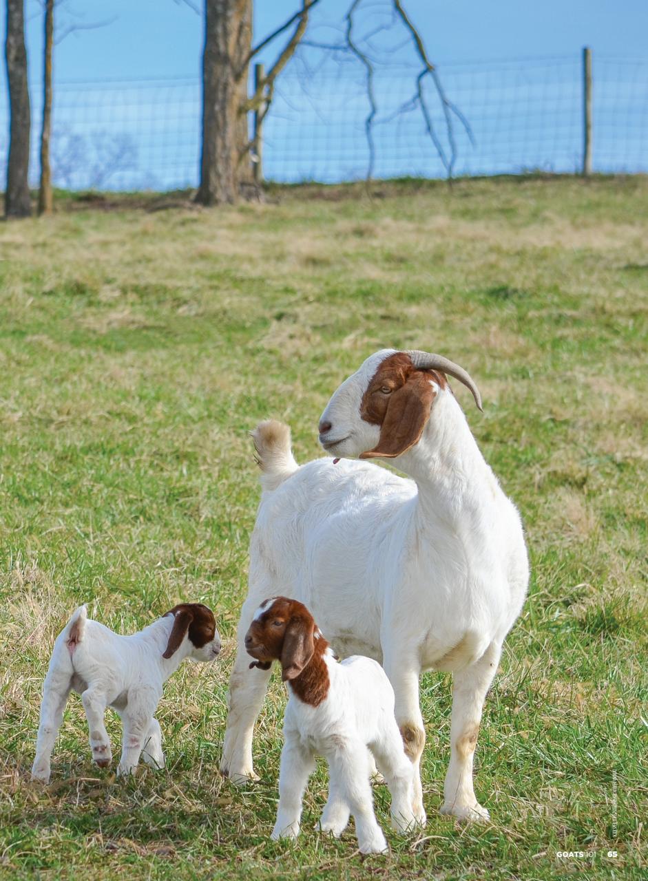 Hobby Farms Magazine Preview Pages