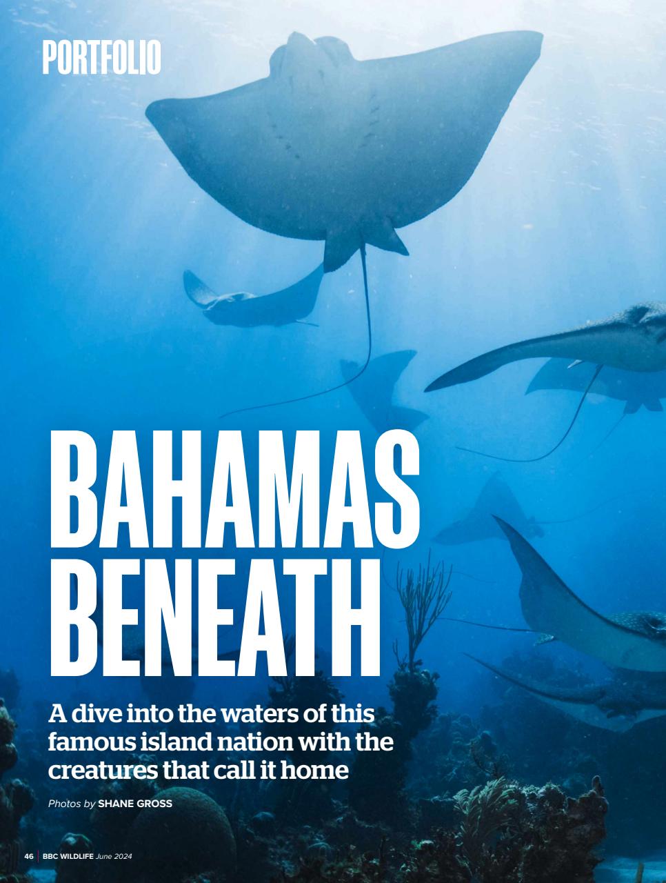 BBC Wildlife Magazine Preview Pages