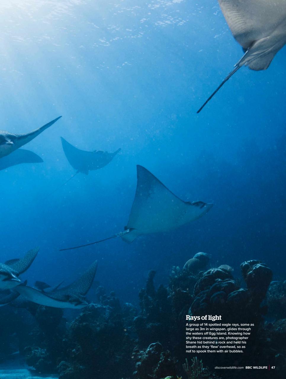 BBC Wildlife Magazine Preview Pages