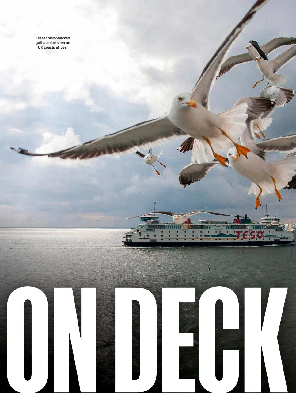 BBC Wildlife Magazine Preview Pages