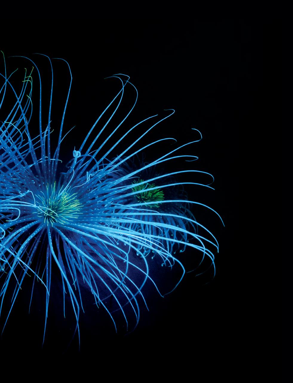 Outdoor Photography Preview Pages