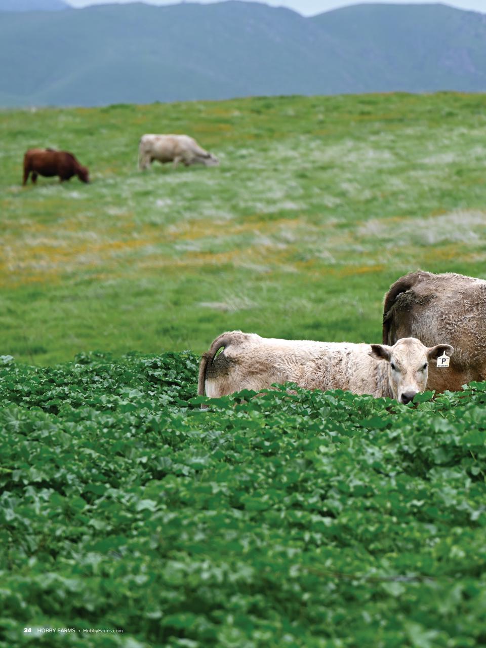 Hobby Farms Magazine Preview Pages