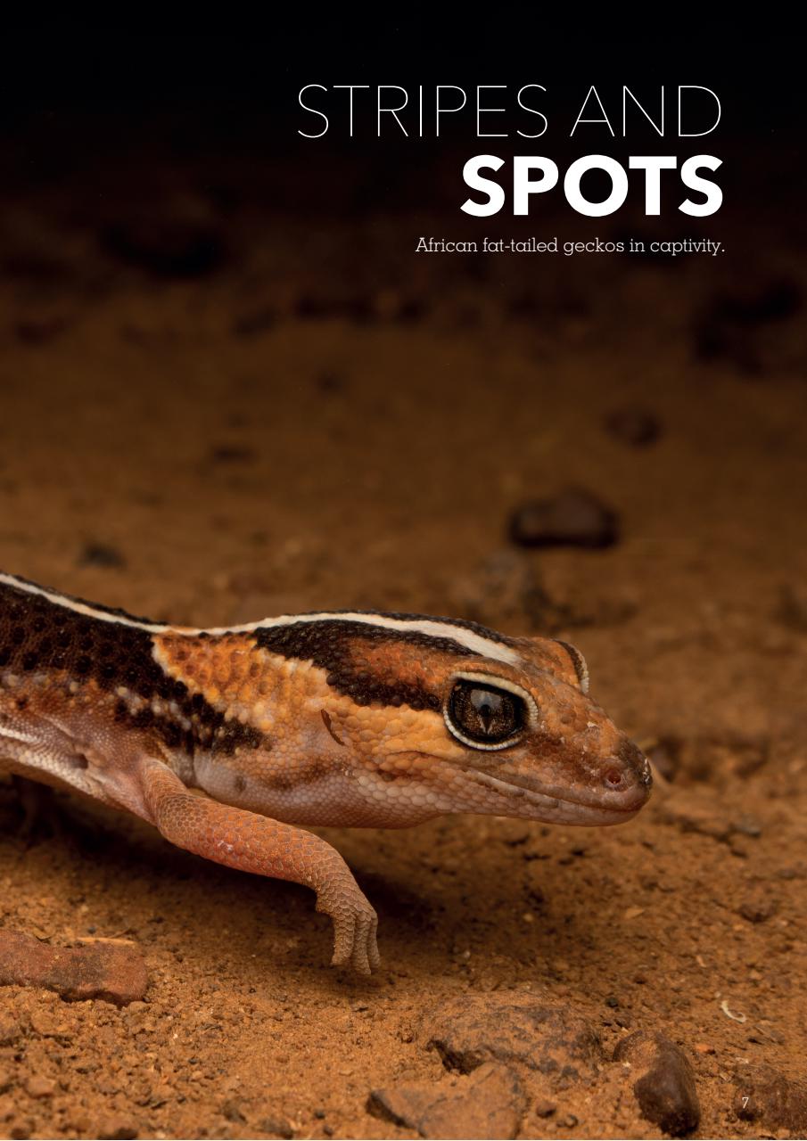 Exotics Keeper Preview Pages