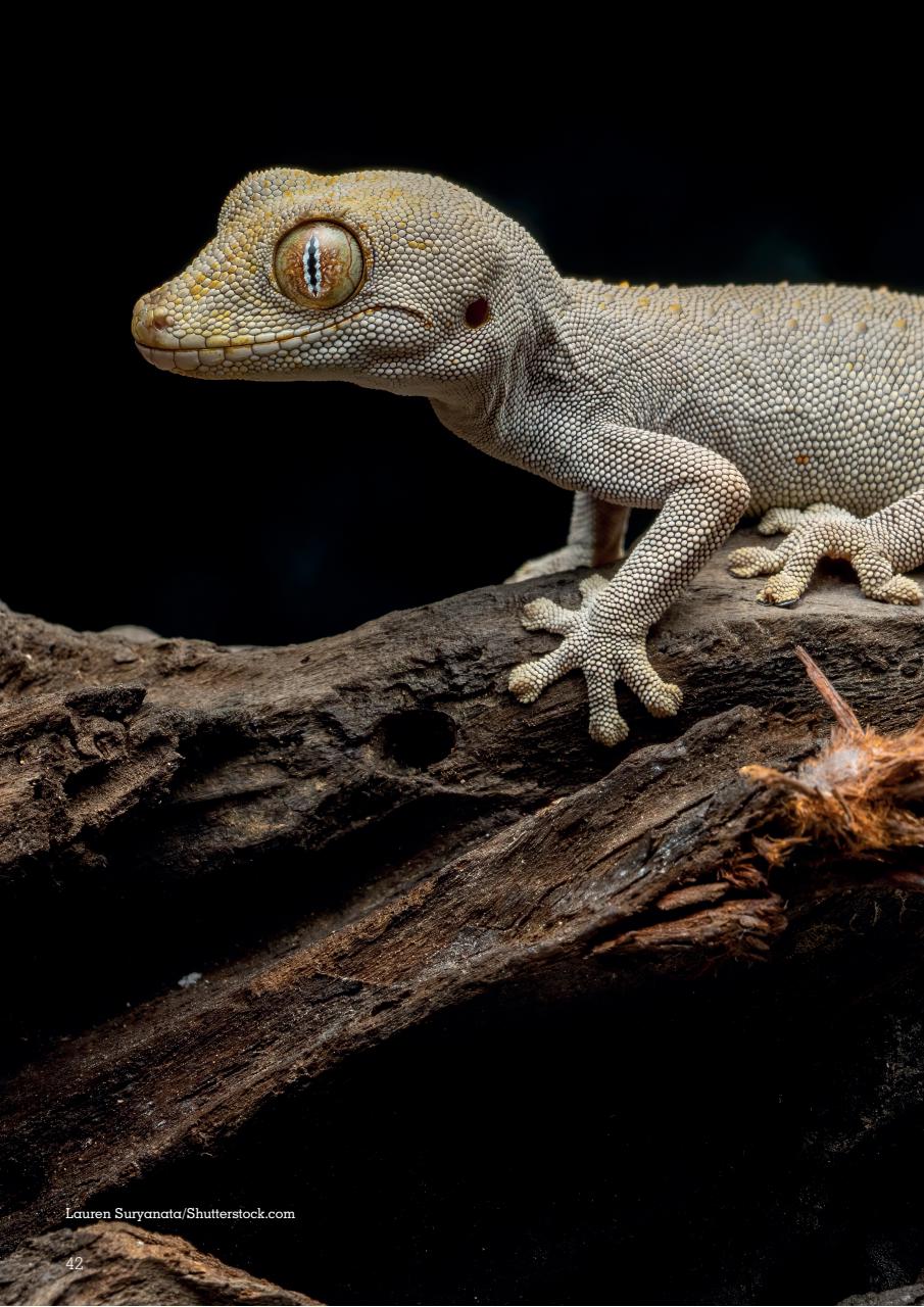 Exotics Keeper Preview Pages