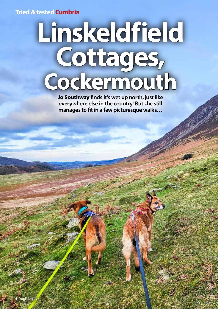 Dog Friendly Preview Pages