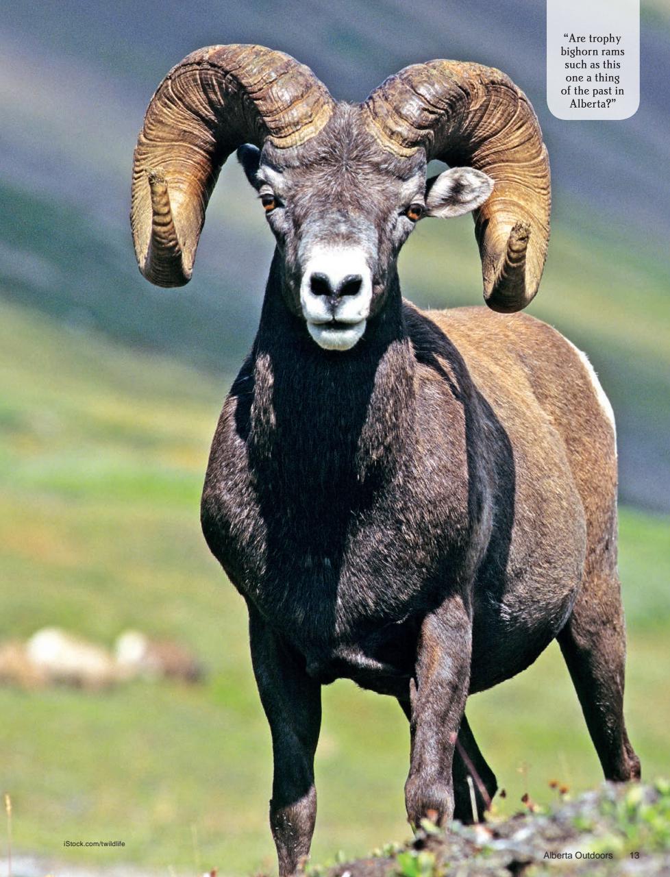 Alberta Outdoors Preview Pages