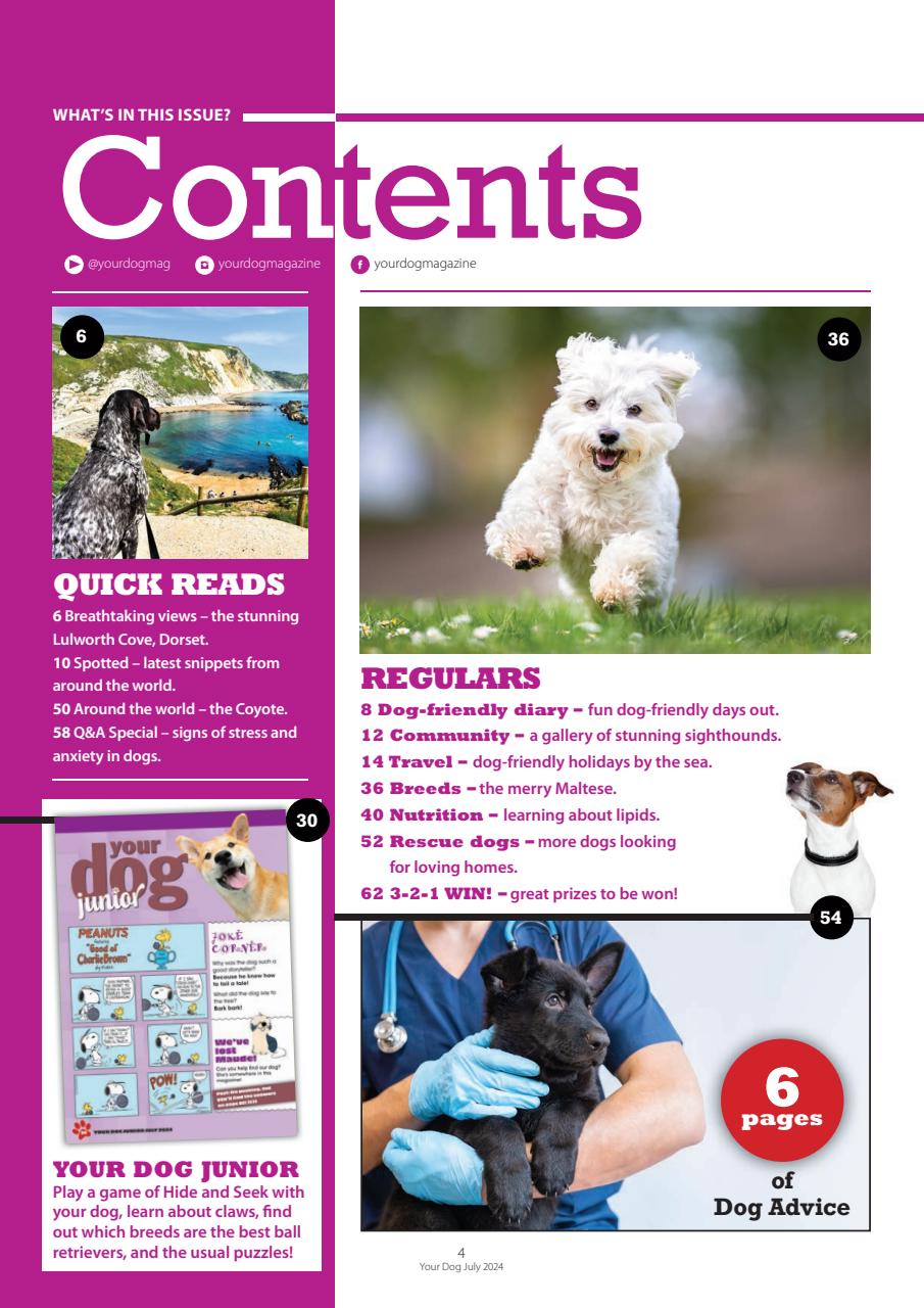 Your Dog Preview Pages