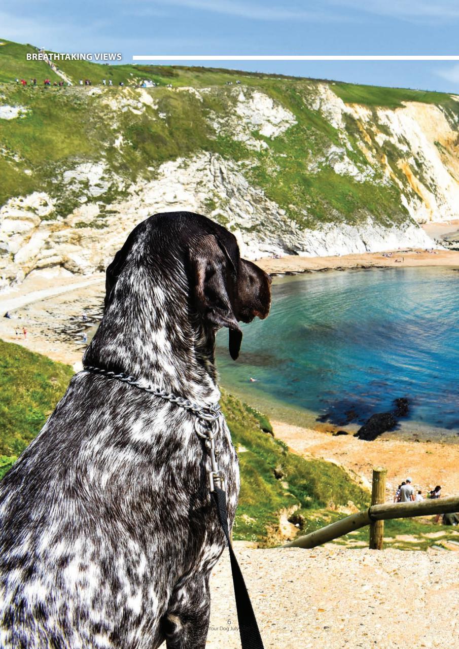 Your Dog Preview Pages
