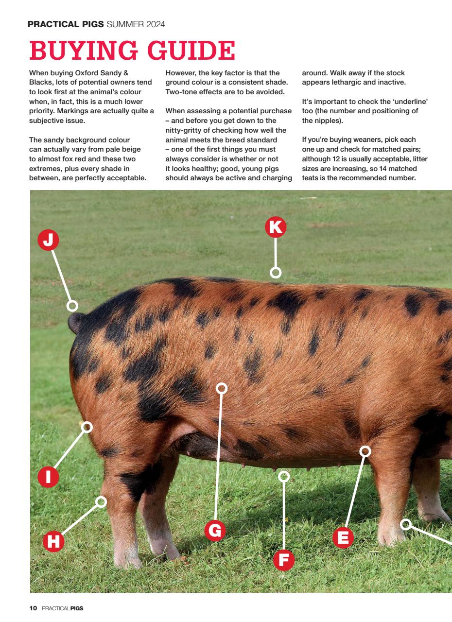 Practical Pigs Preview Pages