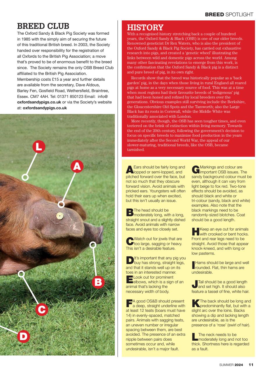 Practical Pigs Preview Pages