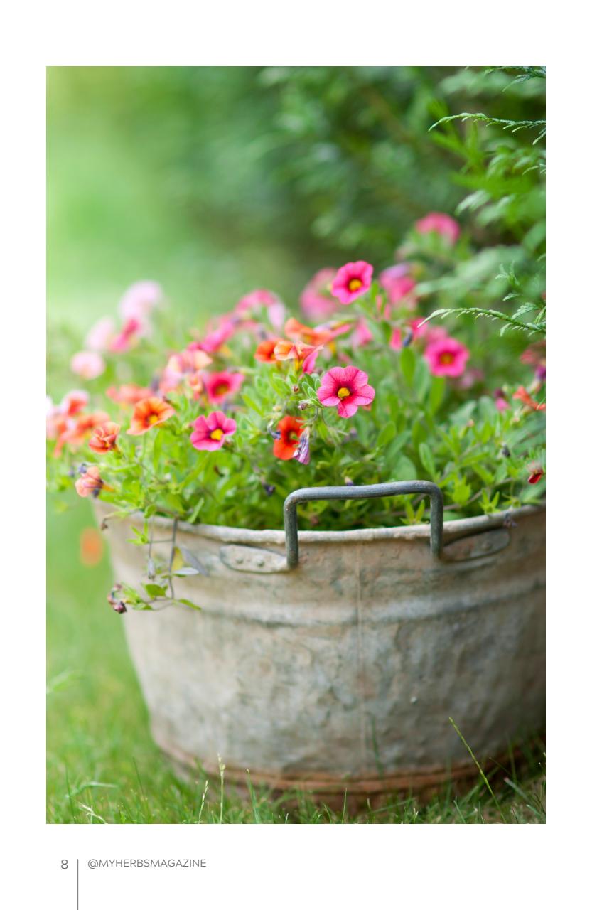 My Herbs Magazine Preview Pages