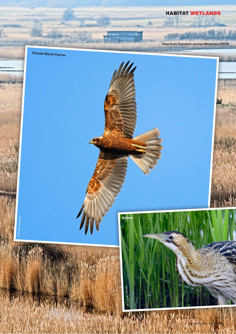 Bird Watching Preview Pages