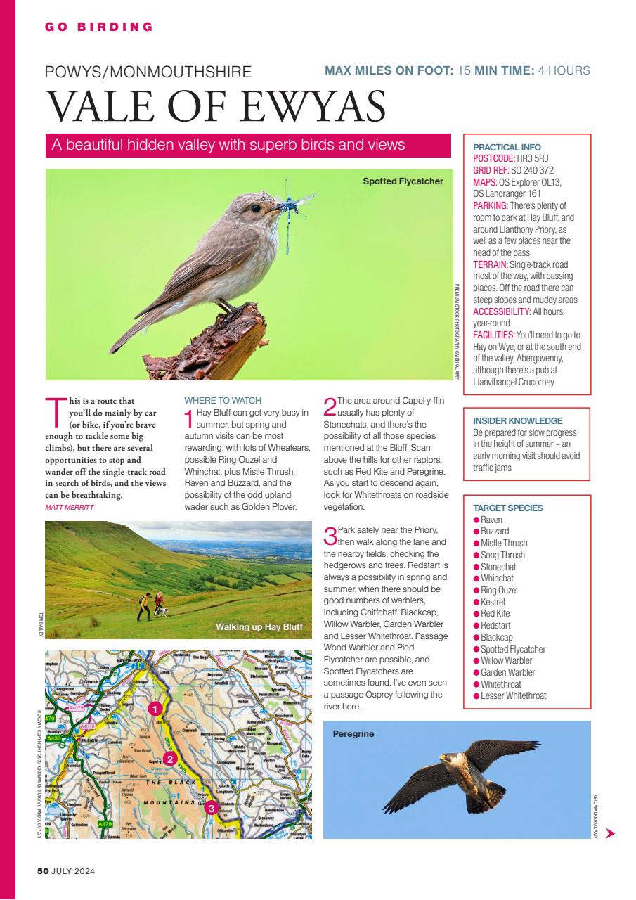 Bird Watching Preview Pages