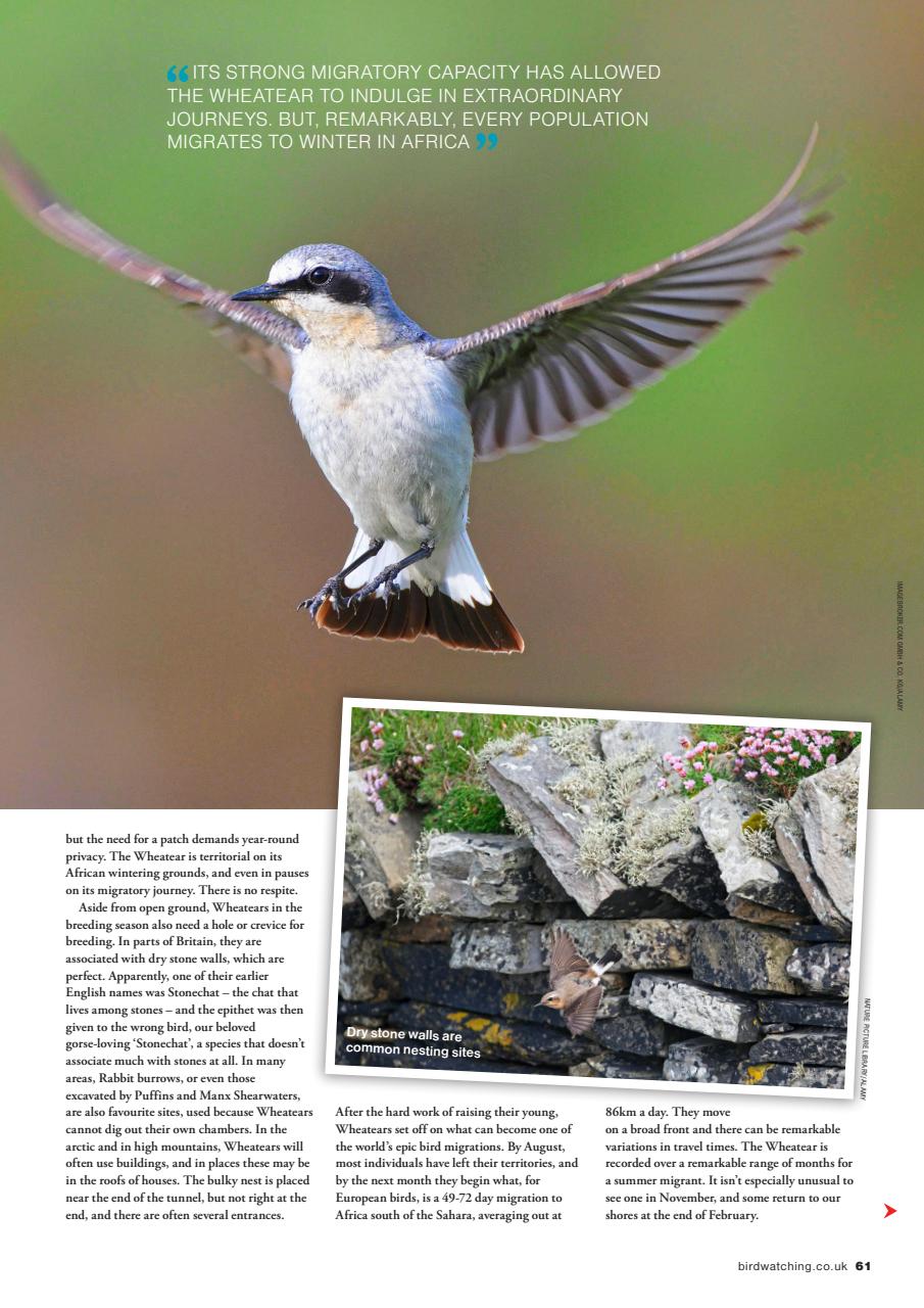 Bird Watching Preview Pages