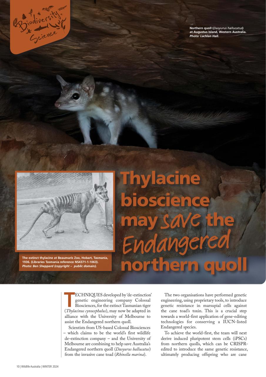 Wildlife Australia Preview Pages