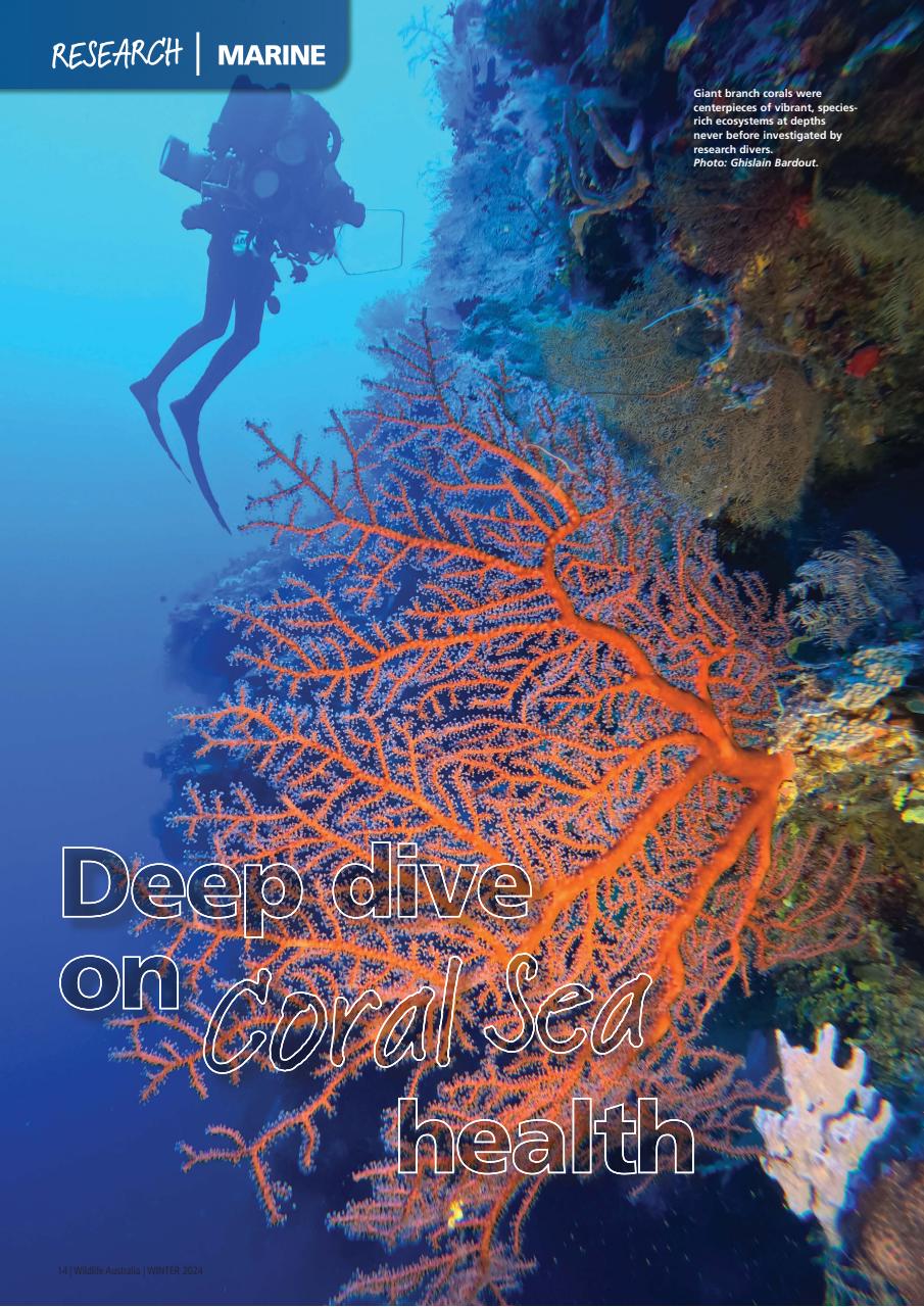 Wildlife Australia Preview Pages