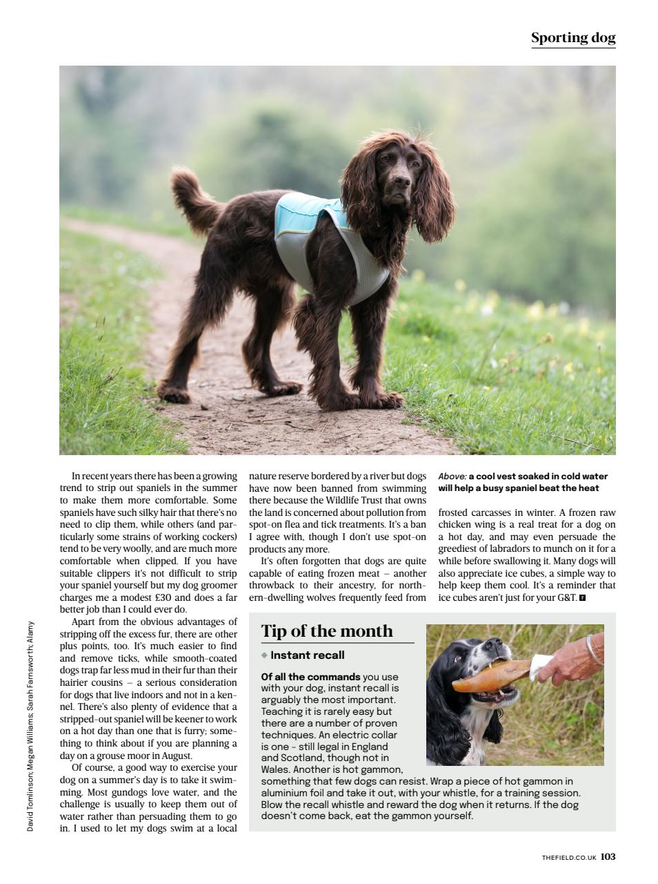 The Field Preview Pages