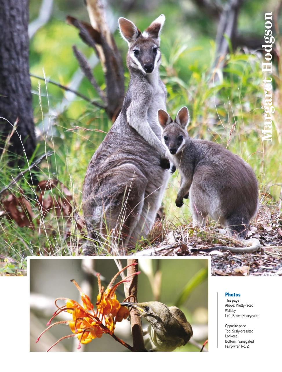 Creative Artist Preview Pages