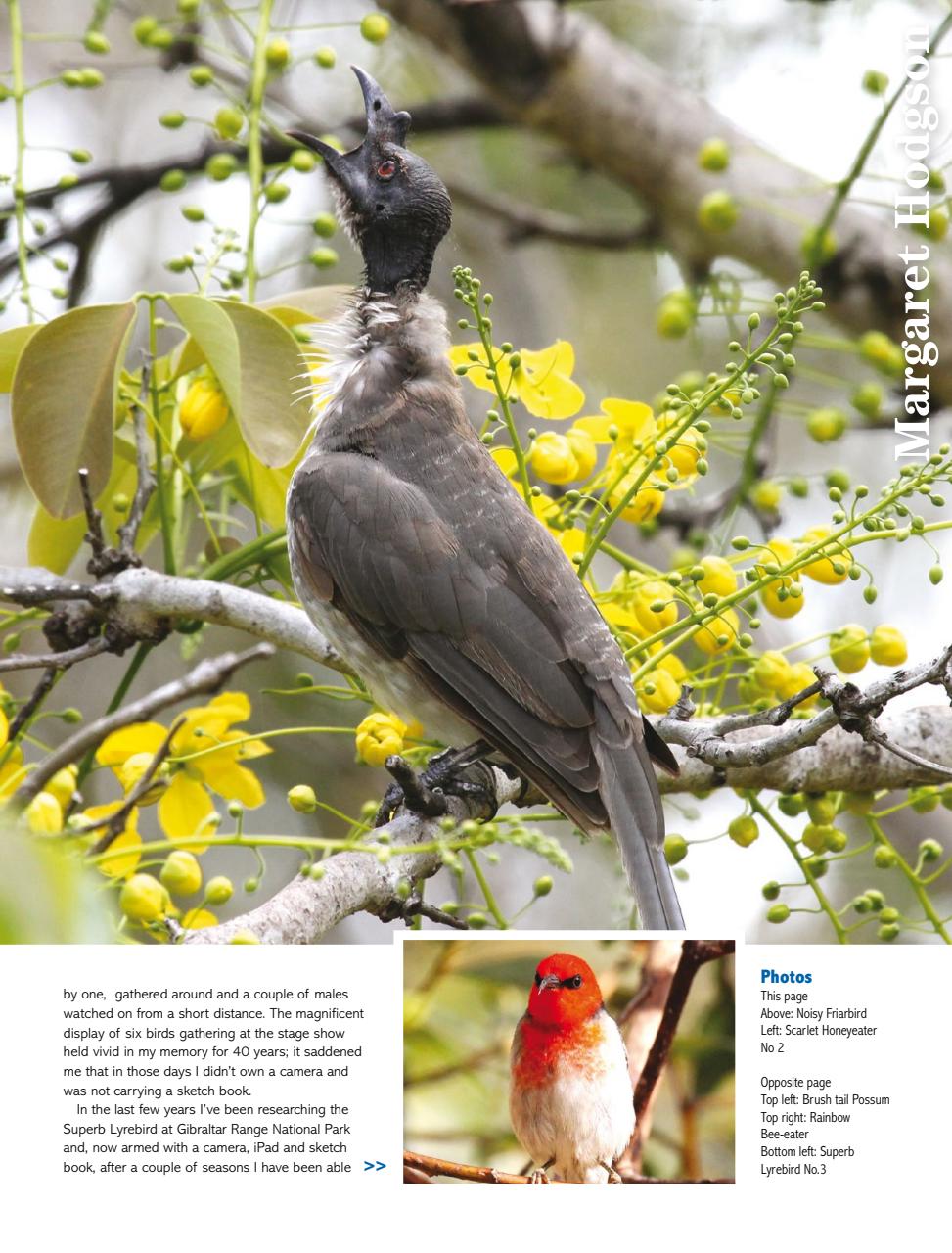 Creative Artist Preview Pages