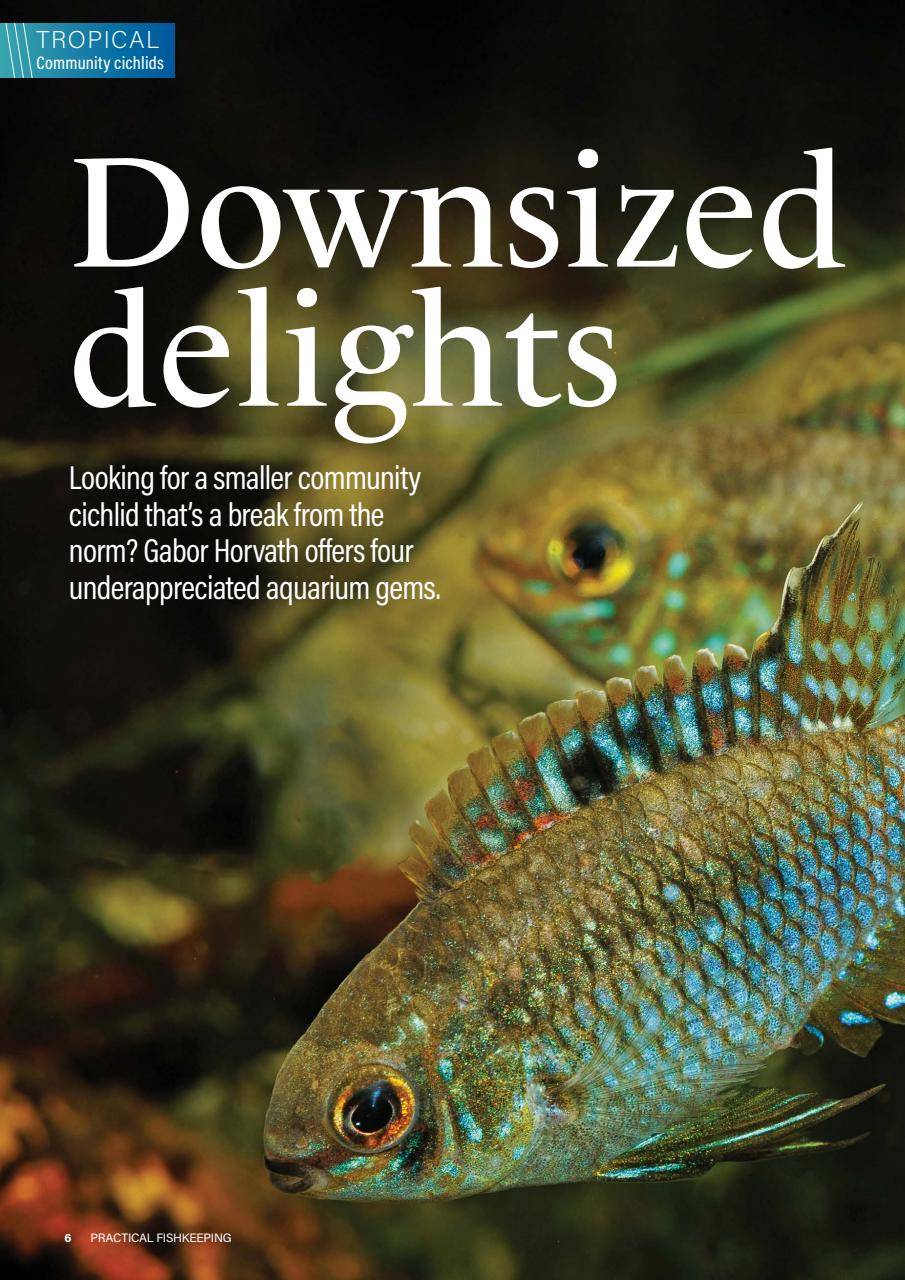 Practical Fishkeeping Preview Pages