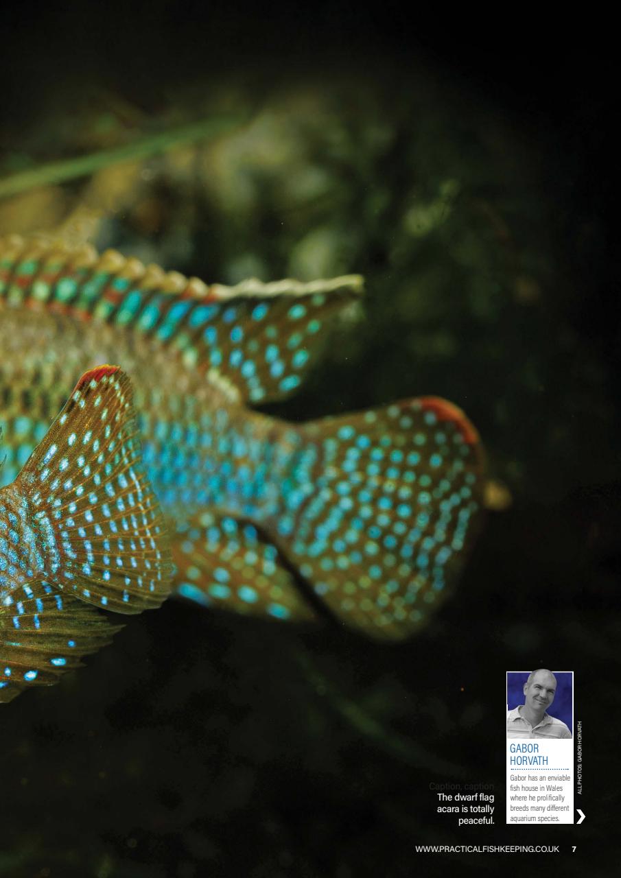 Practical Fishkeeping Preview Pages