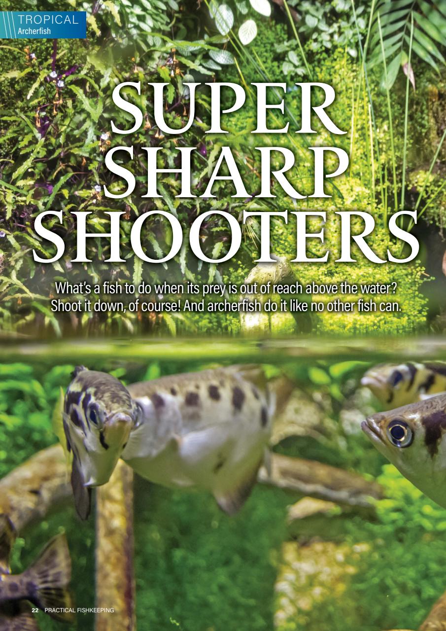 Practical Fishkeeping Preview Pages