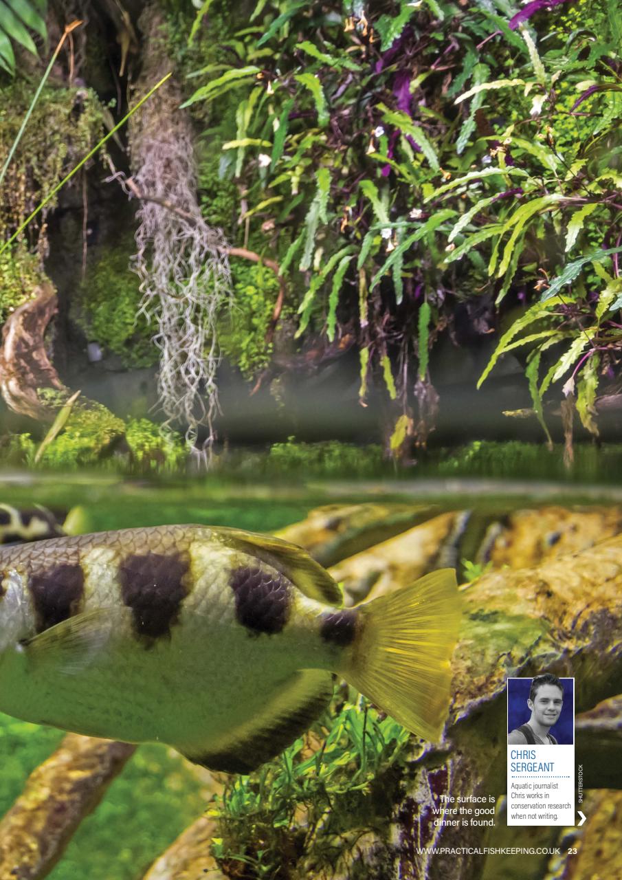 Practical Fishkeeping Preview Pages