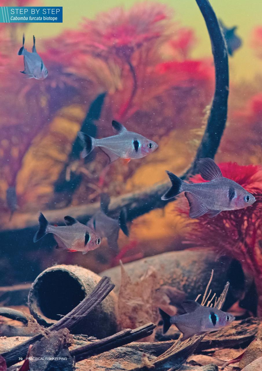 Practical Fishkeeping Preview Pages