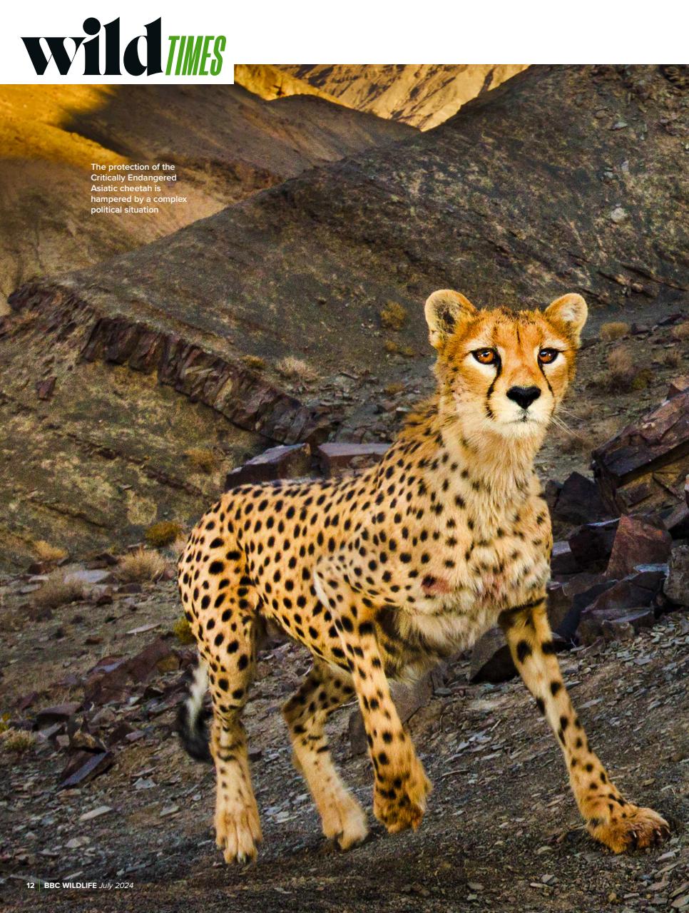 BBC Wildlife Magazine Preview Pages