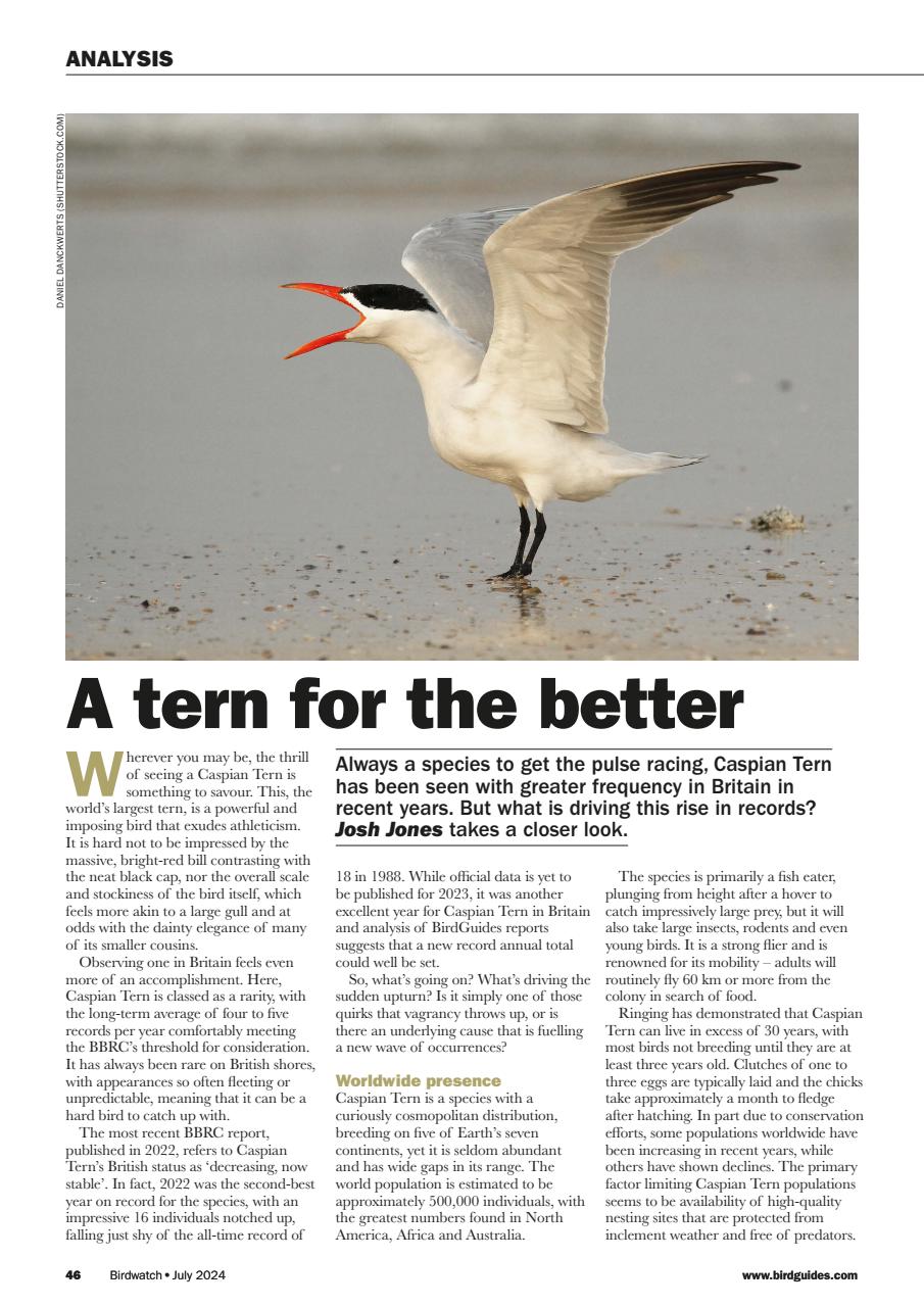 Birdwatch Magazine Preview Pages