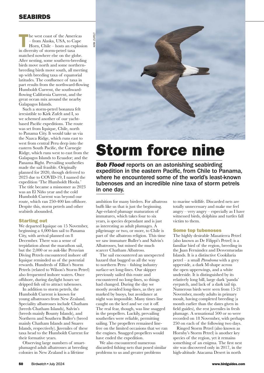 Birdwatch Magazine Preview Pages