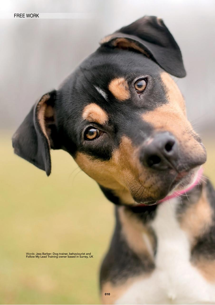 Edition Dog Preview Pages