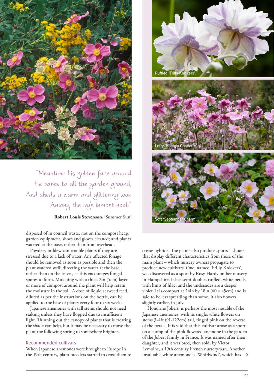 LandScape Preview Pages