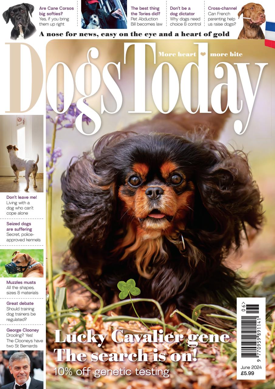 Dogs Today Magazine Preview Pages