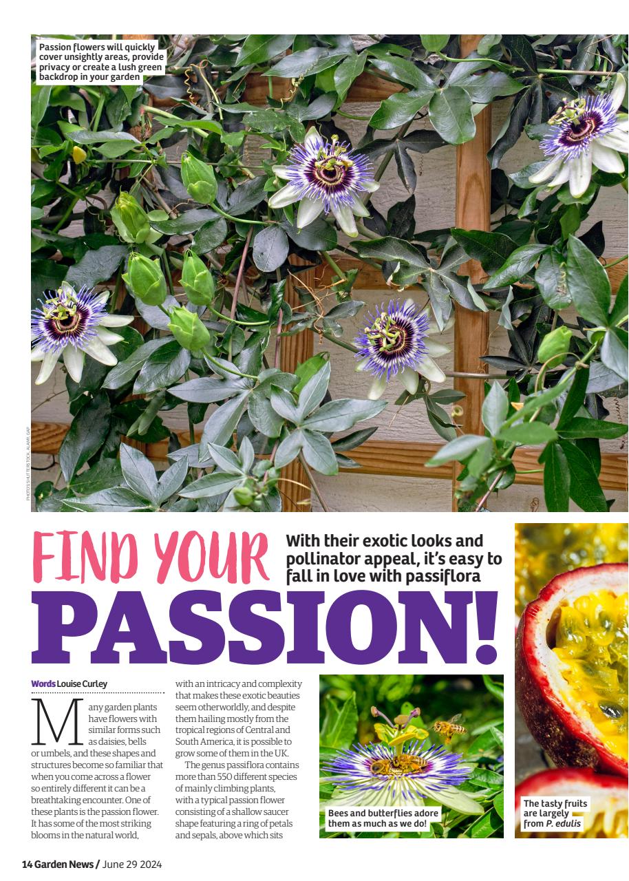 Garden News Preview Pages