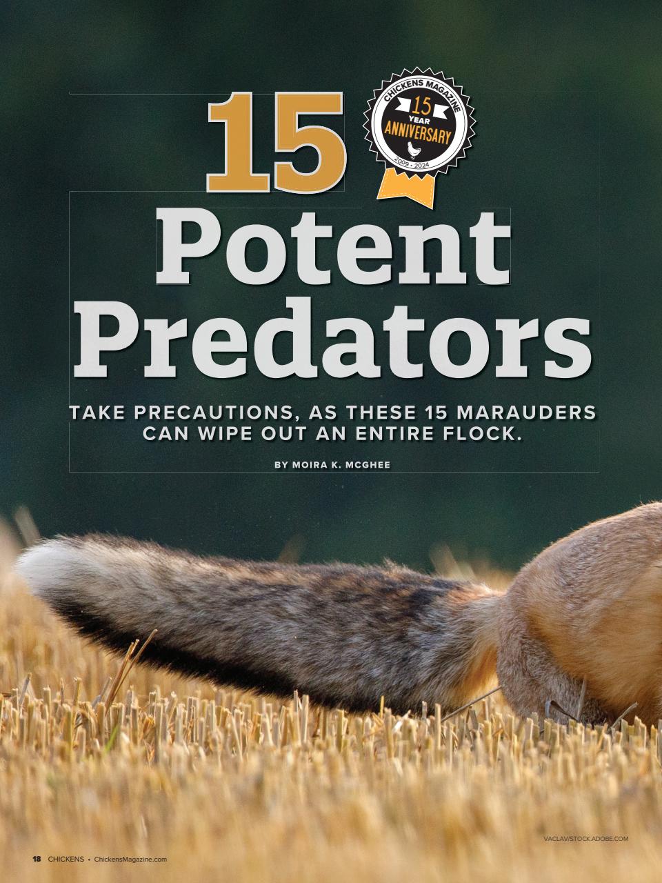 Chickens Magazine Preview Pages