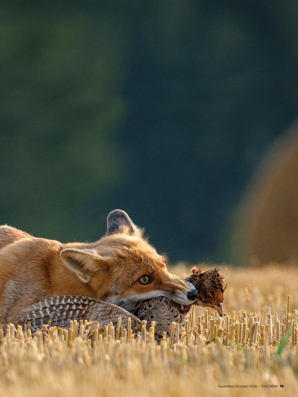 Chickens Magazine Preview Pages