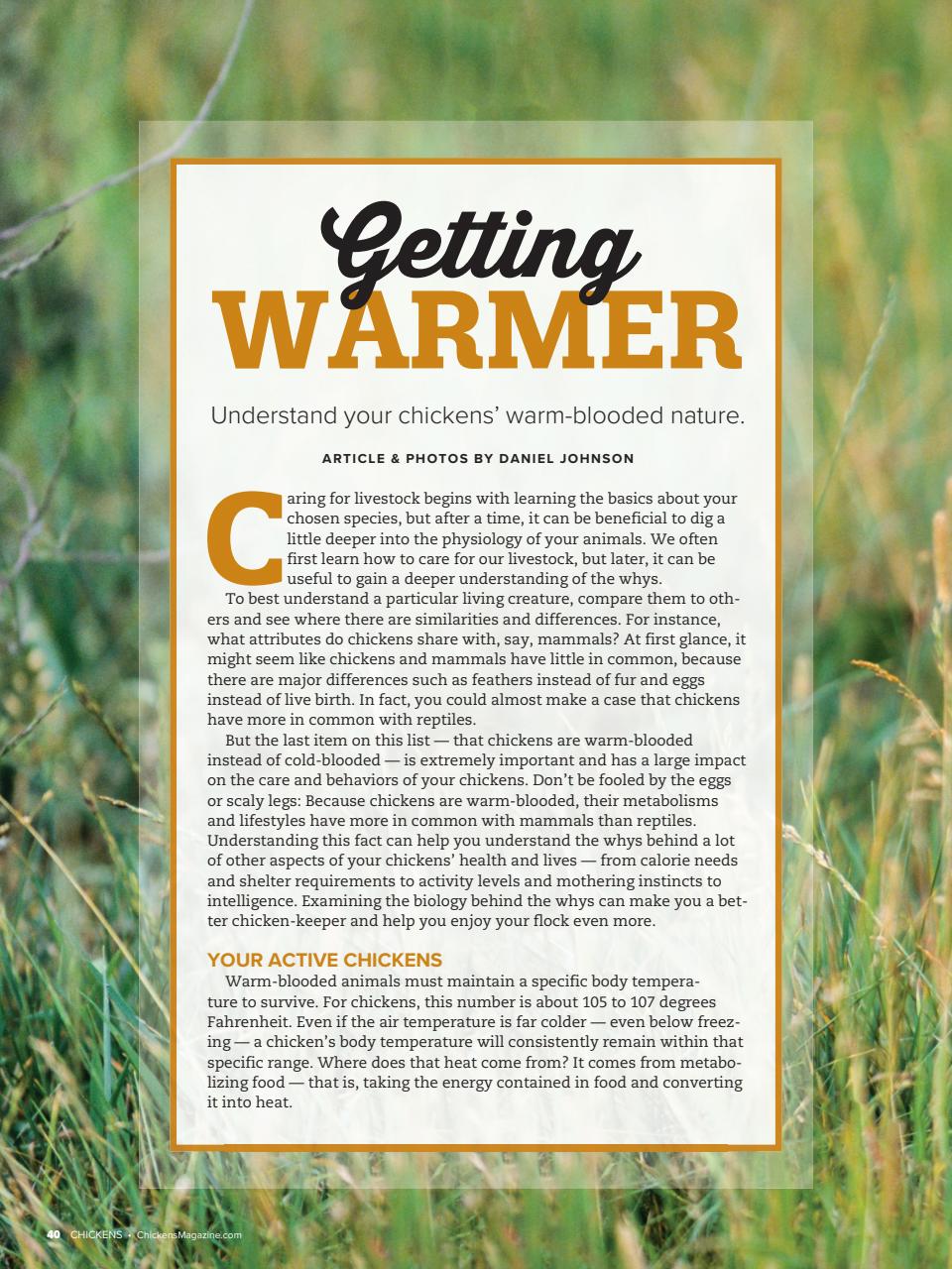 Chickens Magazine Preview Pages