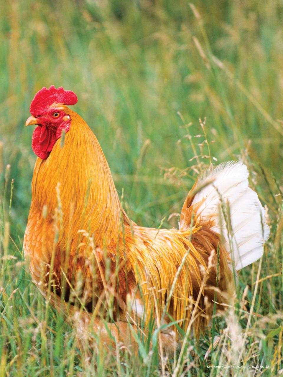 Chickens Magazine Preview Pages