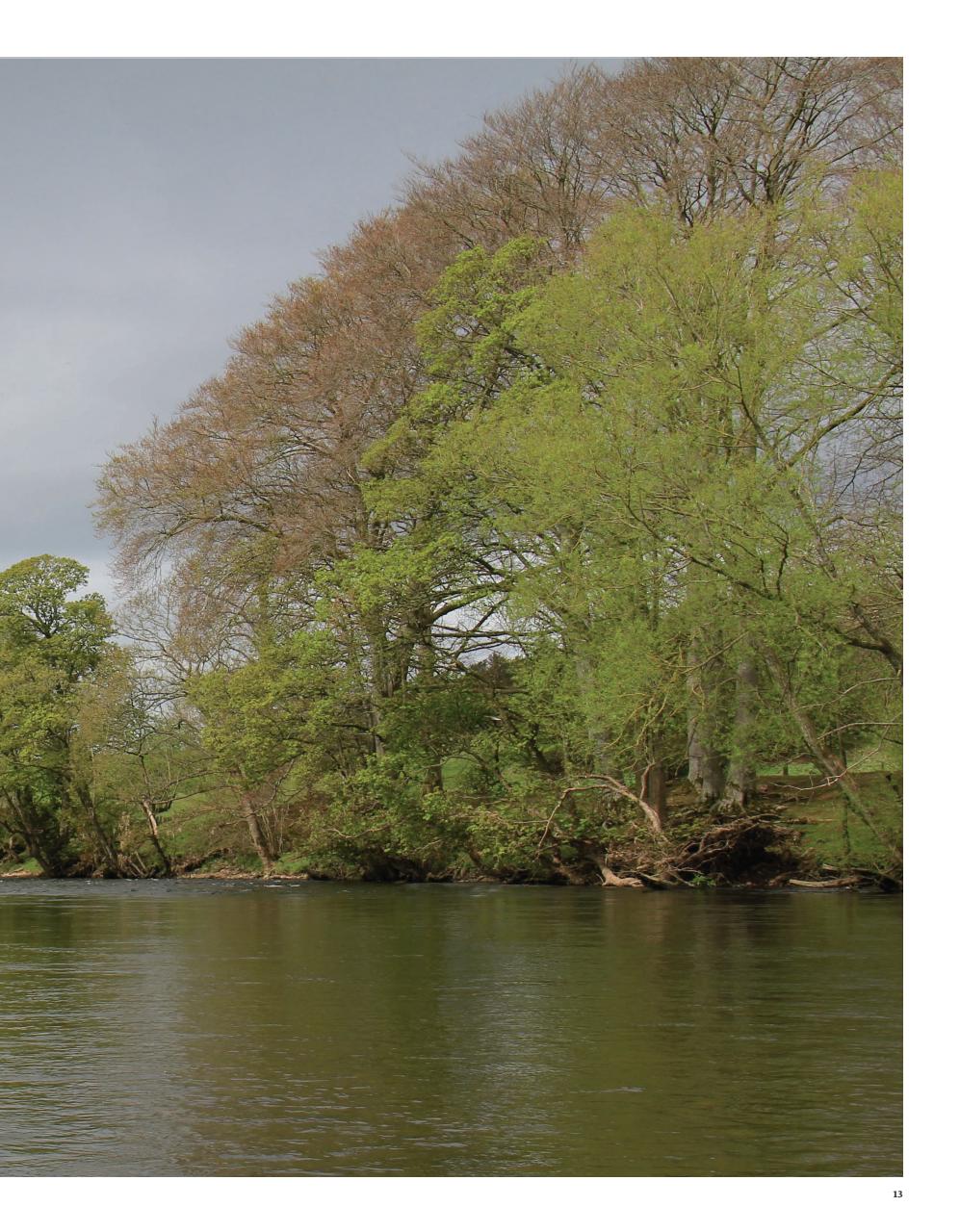 Trout & Salmon Preview Pages