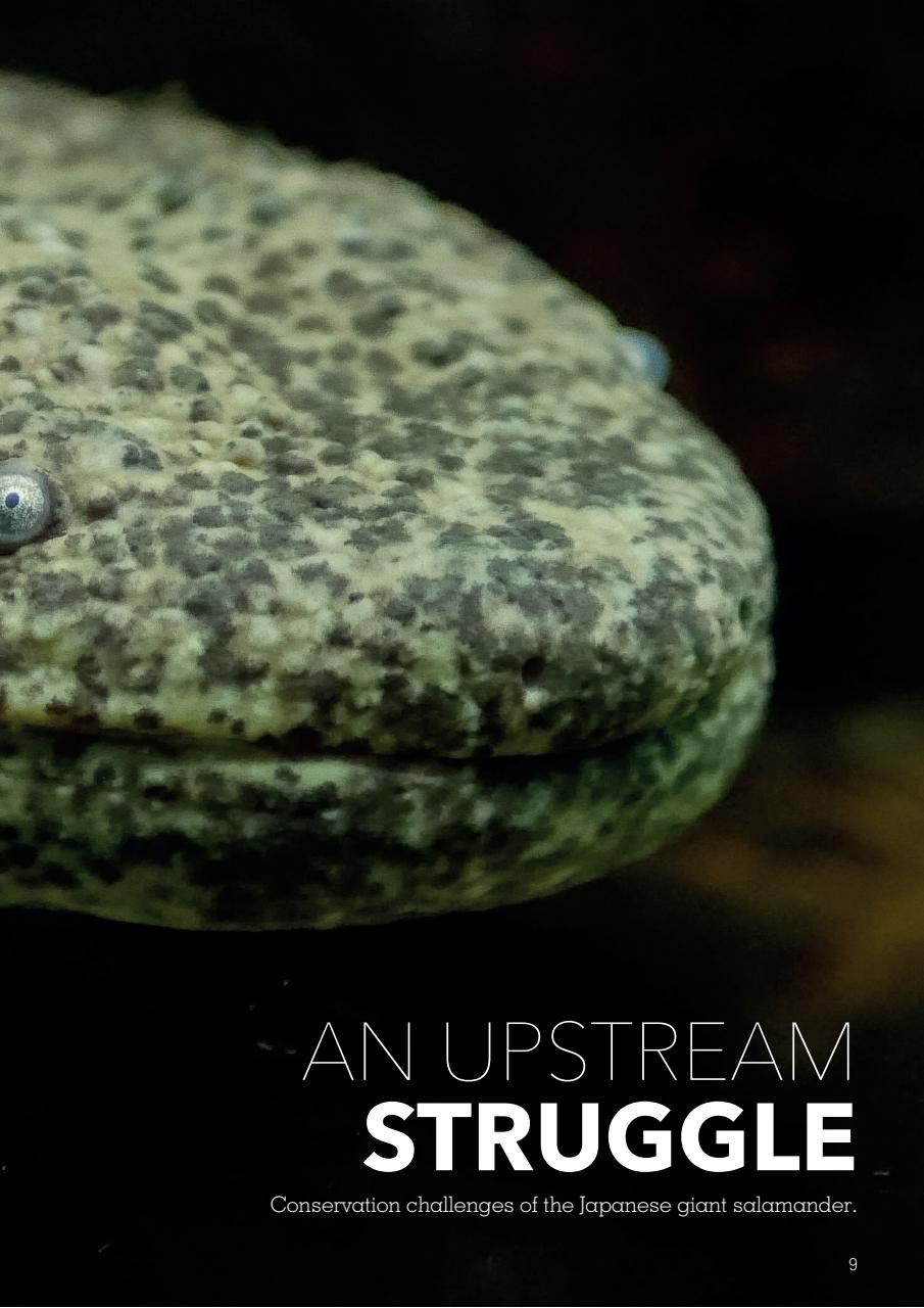 Exotics Keeper Preview Pages