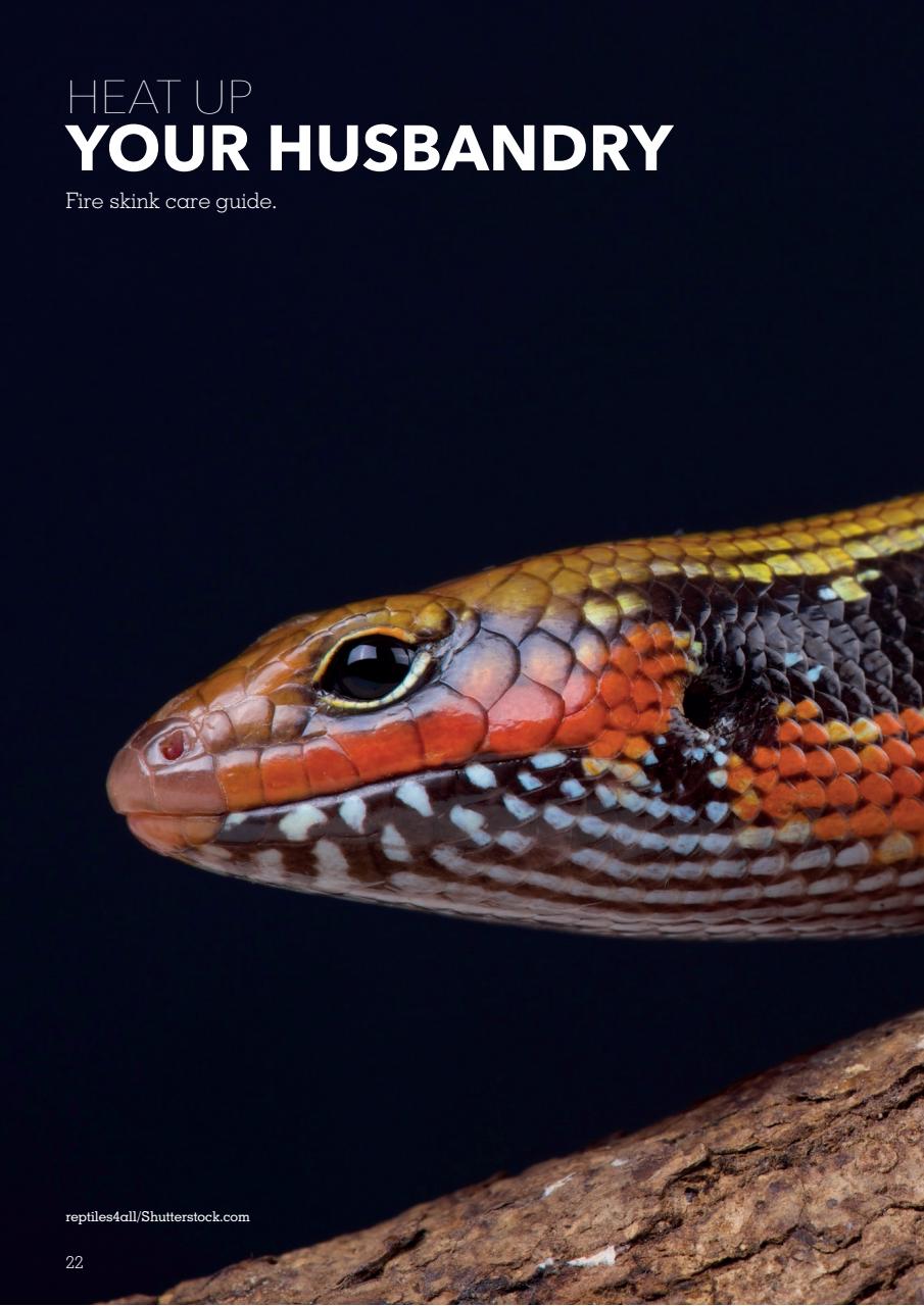 Exotics Keeper Preview Pages