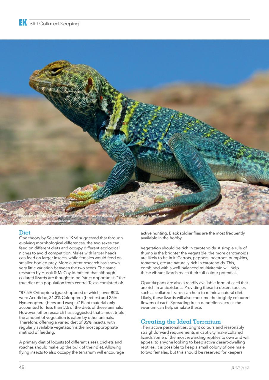 Exotics Keeper Preview Pages