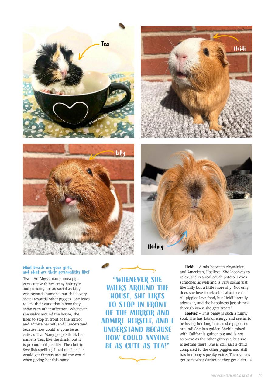 Guinea Pig Magazine Preview Pages
