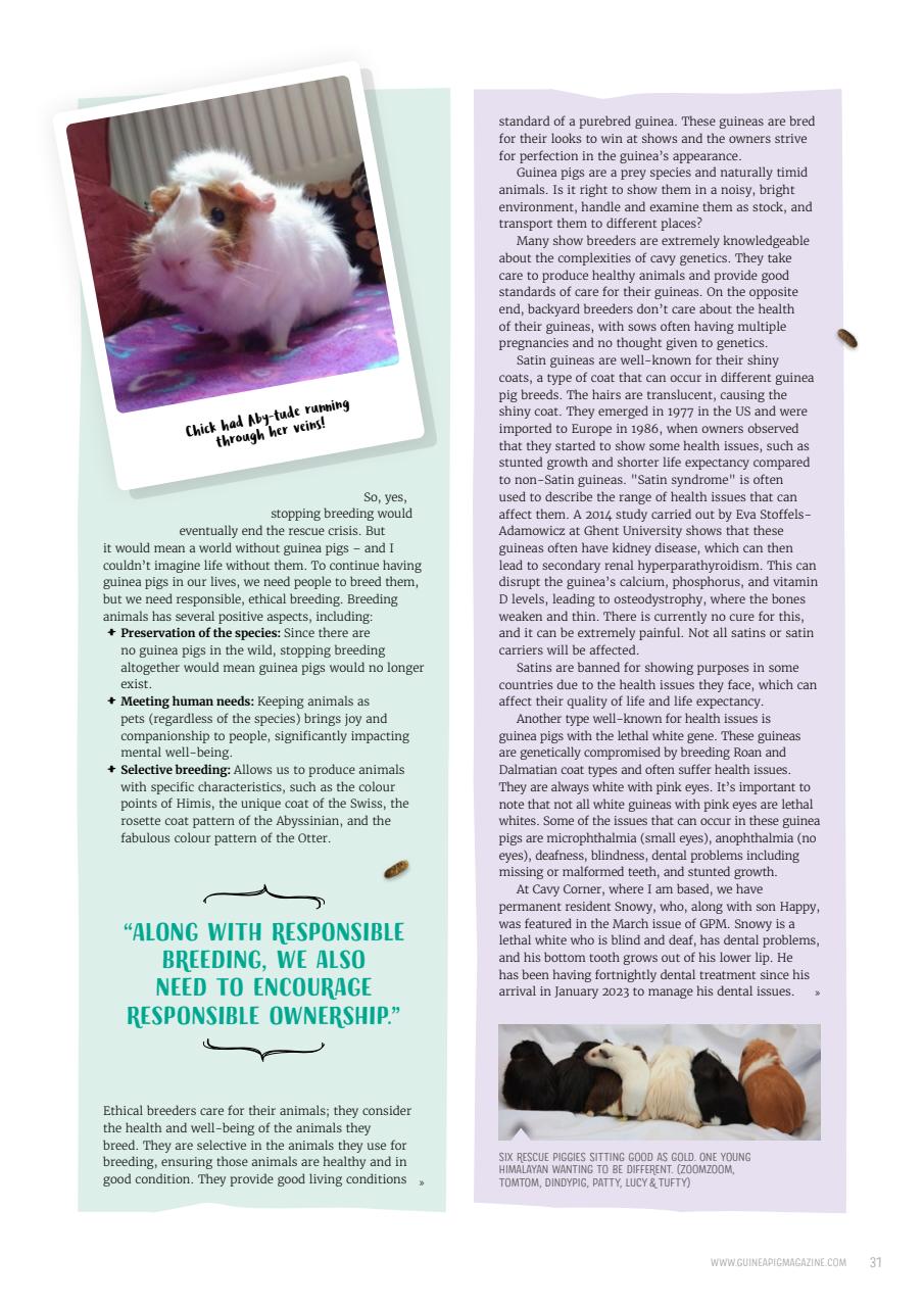 Guinea Pig Magazine Preview Pages