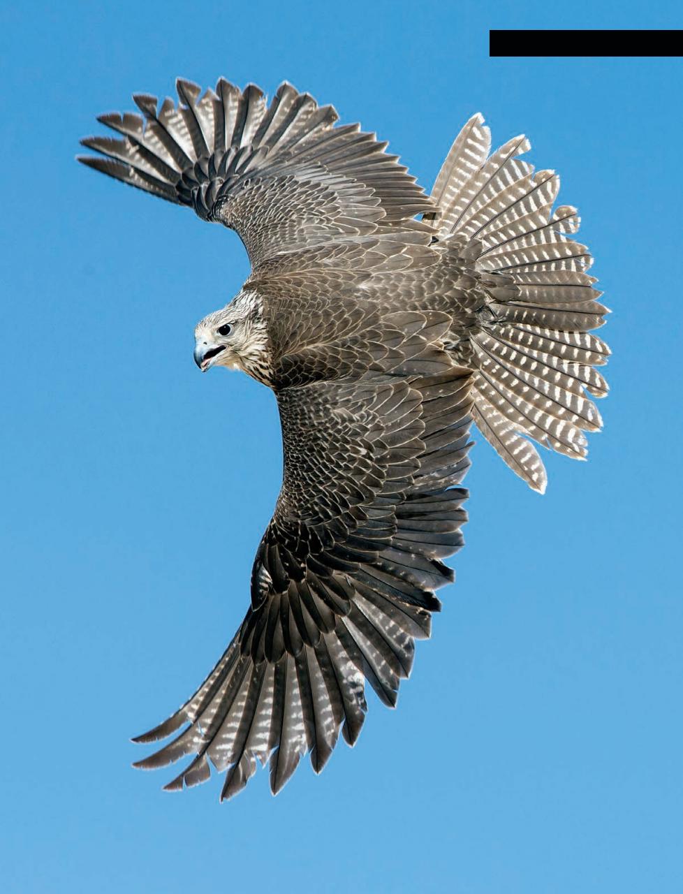 Alberta Outdoors Preview Pages