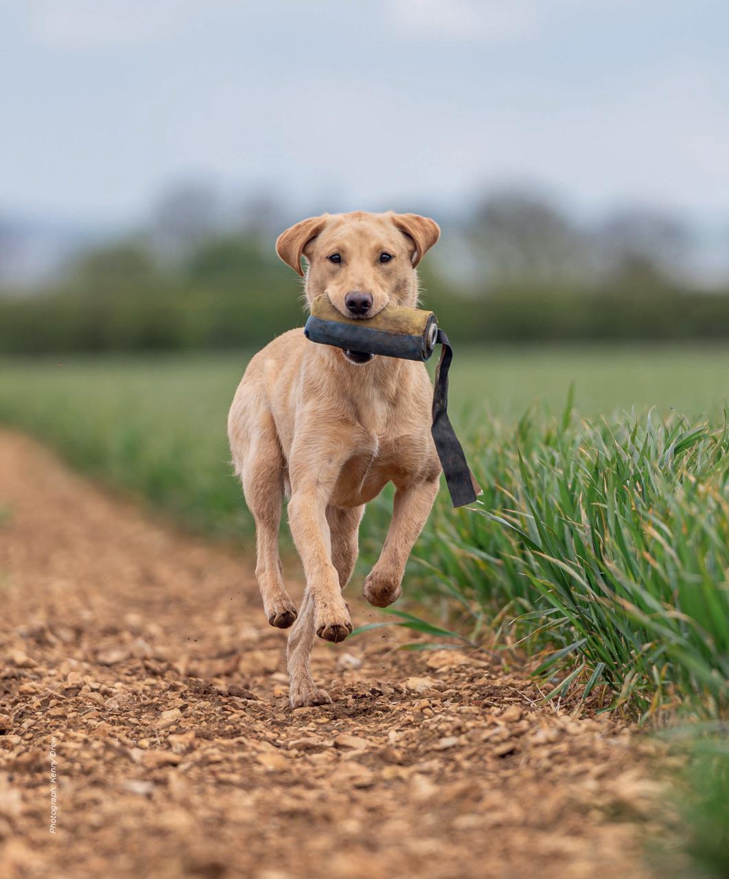Gundog Journal Preview Pages